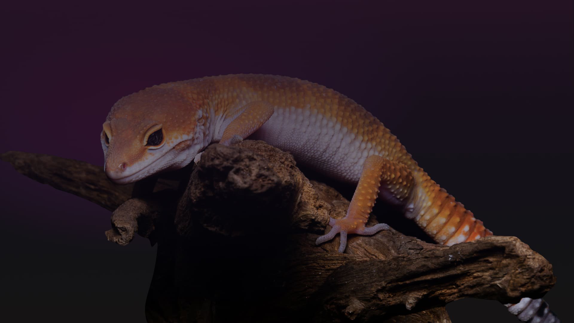 Background for HERPS Exotic Reptile & Pet Shows Responsive website Case